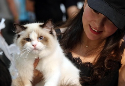 ペット関連商品、犬派も猫派も年平均支出は8万円超 中国