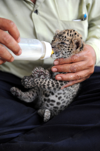 育児放棄されたヒョウの赤ちゃんを保護、インド