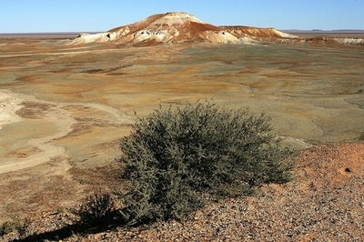 害虫駆除業者、シロアリに救われる オーストラリア