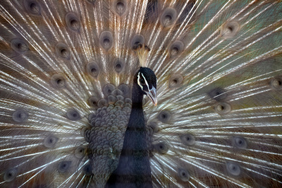 高潔な「クジャクは交尾しない」、インド判事の発言にネット騒然