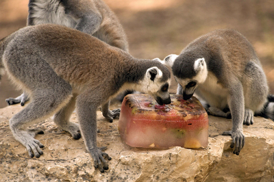 暑さにたまらず氷にがぶり、真夏日のイスラエル動物園