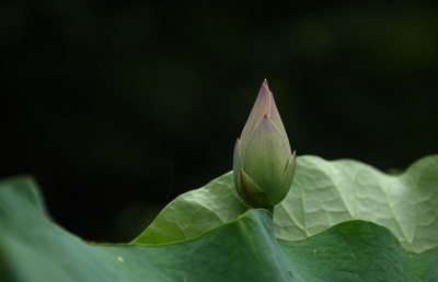 千年のハスの実からつぼみ、中国・杭州