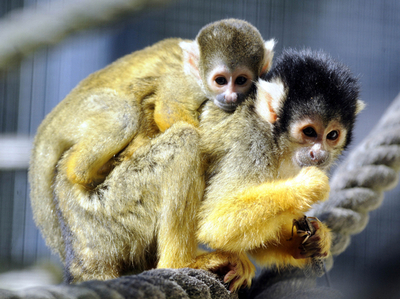 リスザル母さん、バッタで腹ごしらえ