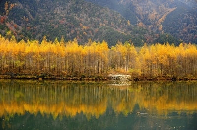 ミジンコの遺伝子、ヒトを8000個上回る インディアナ大など