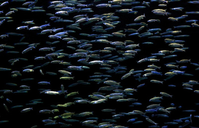 CO2で魚が「酔っ払う」可能性、海で迷子に 豪研究