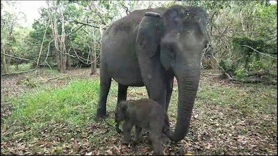 動画:絶滅危惧のスマトラゾウの赤ちゃん誕生 インドネシア