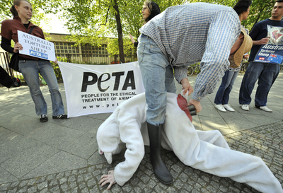 動物愛護団体PETA、今度は「ヒツジのお尻の皮はぎ」に反対