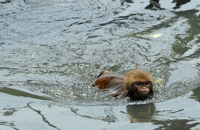 怖さより好奇心？　ウシに興味津々のサル