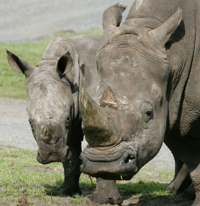 赤ちゃんサイ、目の手術後初めて屋外へ - ドイツ