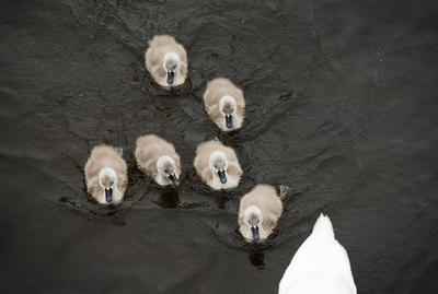 お行儀良く並んでスイスイ、白鳥の親子 スウェーデン
