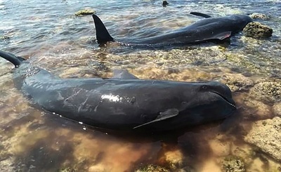ゴンドウクジラが多数打ち上げ 10頭救出も7頭死ぬ インドネシア
