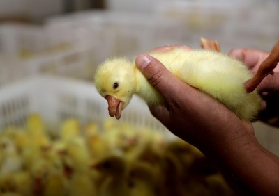 大学と協力、ガチョウの「季節外繁殖」進める 安徽