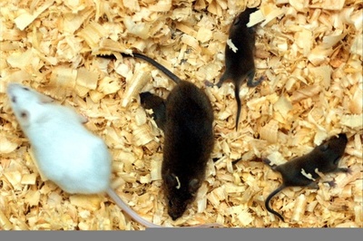 マウスES細胞から精子を作製、中国チーム