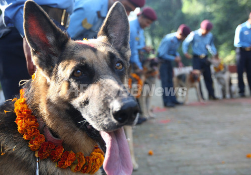ヒンズー教光の祭り ティハール 犬を花輪で祝福 ネパール 写真8枚 ファッション ニュースならmode Press Powered By Afpbb News