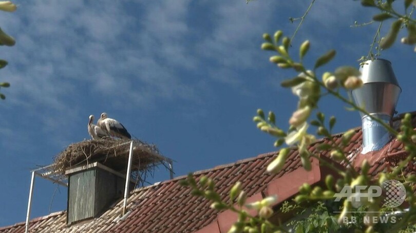 ビールがなくなっちゃう！ 独醸造所の煙突にコウノトリが巣作り、操業停止