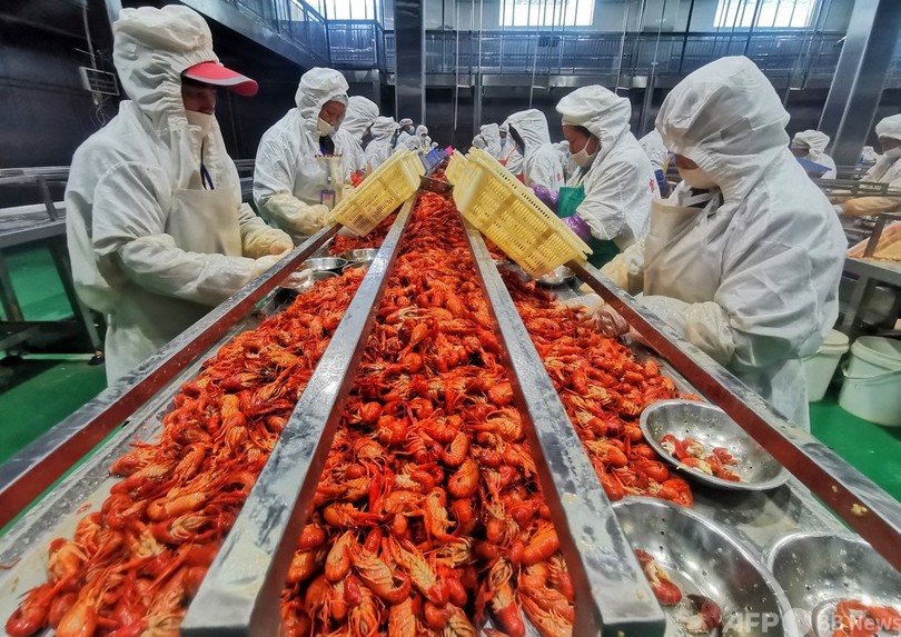 中国で大人気のザリガニの価格が急落 ブームのピーク越えか