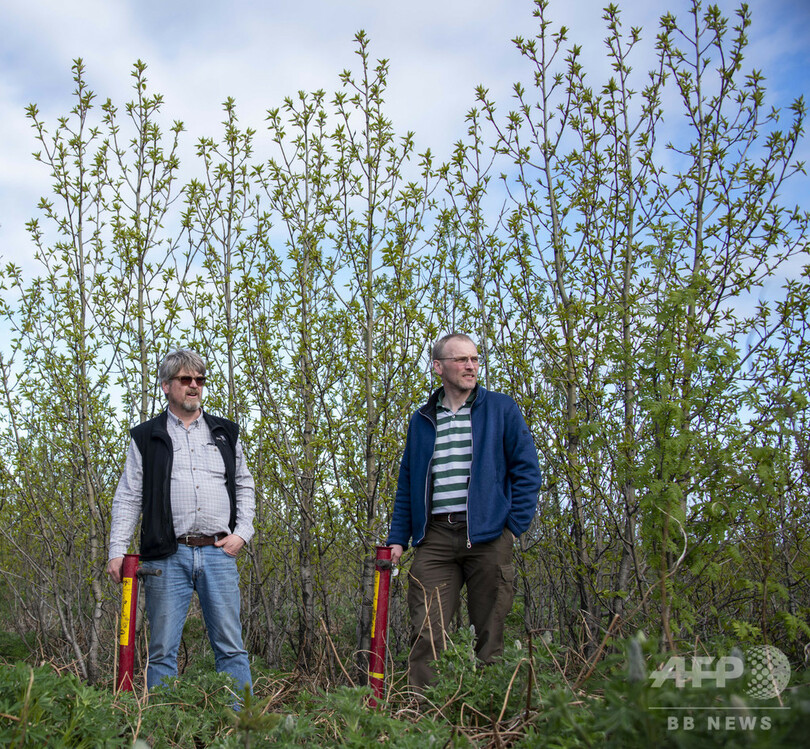 バイキングが絶やした緑を取り戻せ、アイスランド森林再生の矛盾