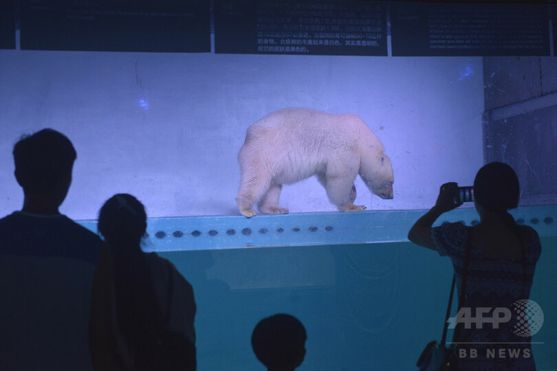 中国の「世界一悲しいホッキョクグマ」 各国で怒りの声続く