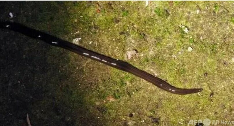 中国内陸で「悪性外来侵入種」が確認