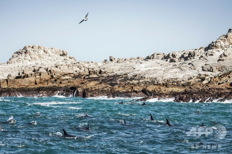 希少ペンギン繁殖地そばに海上給油基地、「わかしお」事故で懸念高まる 南ア