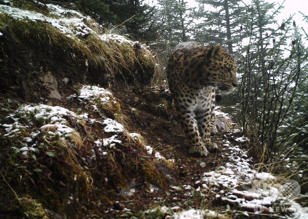 家畜の牛や羊、ヒョウに襲われた? 放牧地は入山禁止に 家畜の牛や羊、ヒョウに襲われた? 放牧地は入山禁止に