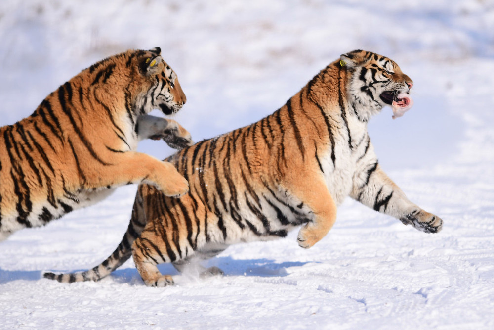 クマの手870個 アムールトラの骨4体 ロ極東で中国人らの密輸団摘発 写真1枚 国際ニュース Afpbb News