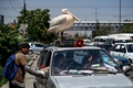アフガニスタンの首都カブールで、車の屋根に乗せられたペットのペリカン（2022年7月19日撮影）。(c)Lillian SUWANRUMPHA / AFP
