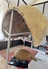 ボリビア南東部パディージャ（Padilla）近郊で発見された古代生物グリプトドンの甲羅の化石（上）と復元像（2014年9月19日撮影）。(c)AFP/Aizar Raldes