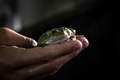フランス・ピエールラットで育てられている食用ガエル（2020年9月30日撮影）。(c)JEFF PACHOUD / AFP