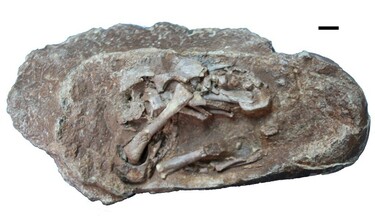 鳥の羽 羽毛 化石 虹色に輝く新種恐竜を発見 ハチドリ似の美しい羽毛 | NIKKEI