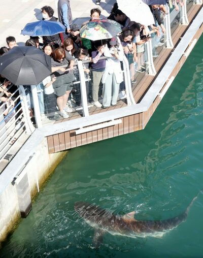 韓国・釜山のサメ、3度目の外海誘導へ…衰弱と気温低下で生存に懸念