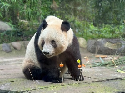 シャンシャンの7歳の誕生日を祝う！ 中日両国のファンが碧峰峡基地に集結
