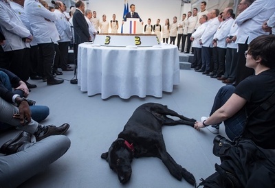 マクロン氏の話は退屈!? 公現祭式典に大統領の飼い犬「ネモ」も出席