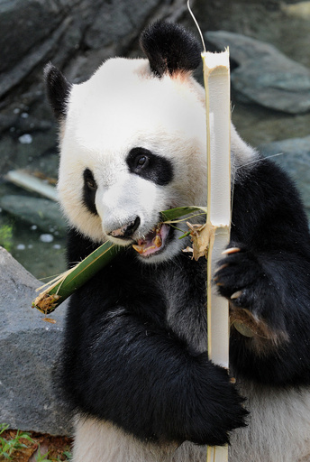 新築施設でくつろぐパンダ、シンガポールの「リバーサファリ」
