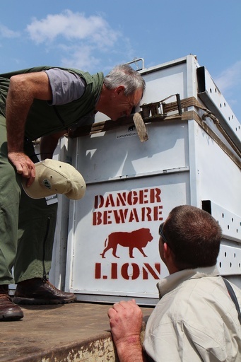 ルワンダにライオン再導入、南アフリカから7頭