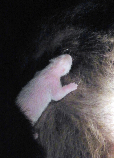 上野動物園の赤ちゃんパンダ死ぬ