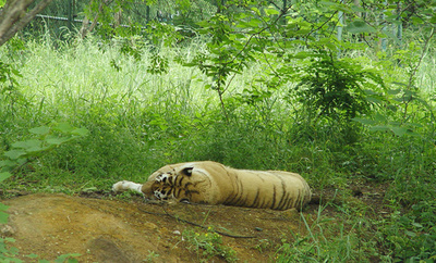 客がトラに投石か 北京野生動物園