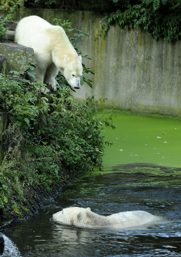 クヌート、ガールフレンド候補との相性は？