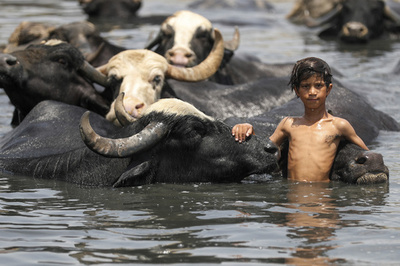 水牛と仲良く一緒に水浴び 猛暑続くイラク