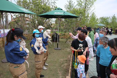 三つ子のホワイトライオンが観客に顔見世 中国・江蘇省