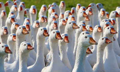 壮観！ガチョウの群れ 向かうは・・・クリスマスのテーブル