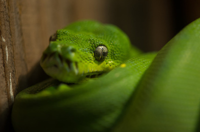 4本足のヘビの化石、ブラジルで発見 進化過程解明に前進
