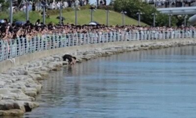 韓国・釜山でサメ撮影中にスマホ落下、男性が水路に入って回収…5分足らずでサメ出現
