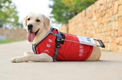 中国 盲導犬の不足に直面