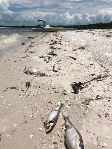 米フロリダで赤潮「過去10年で最悪」、海洋生物が大量死