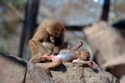 おしっこをかけられたザンビア大統領、サルたちを「強制移住」
