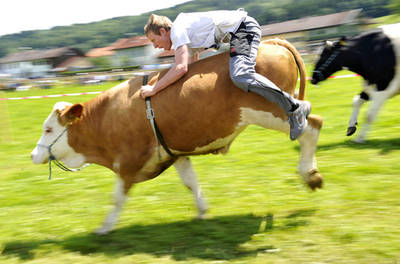 牛だって速いぞ！競馬ならぬ「競牛」、ドイツで開催