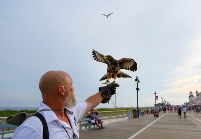 猛禽類部隊がカモメ略奪団を撃退、海辺のリゾートを解放 米