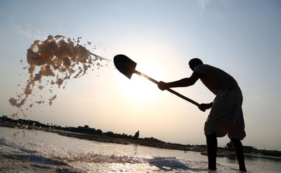 まるで雪かき、イラクの塩田で収穫作業
