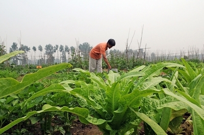中国の経済、最大の敵は温暖化 最悪なら穀物生産5分の1に